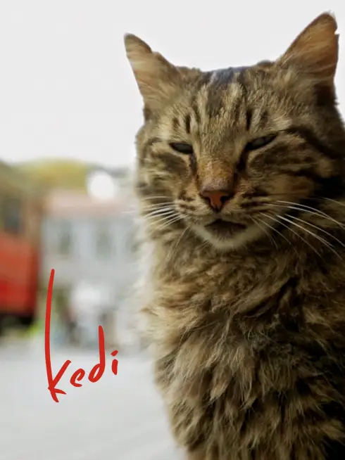 Phim Thế Giới Loài Mèo - Kedi (2017)