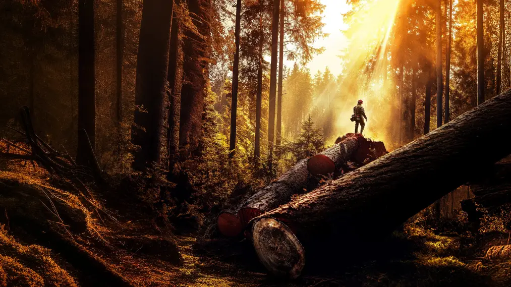 Phim The Last Woodsmen - The Last Woodsmen (2024)