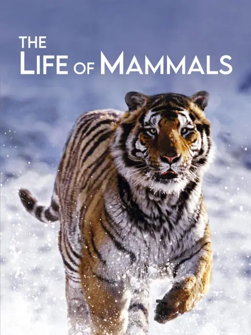 The Life of Mammals