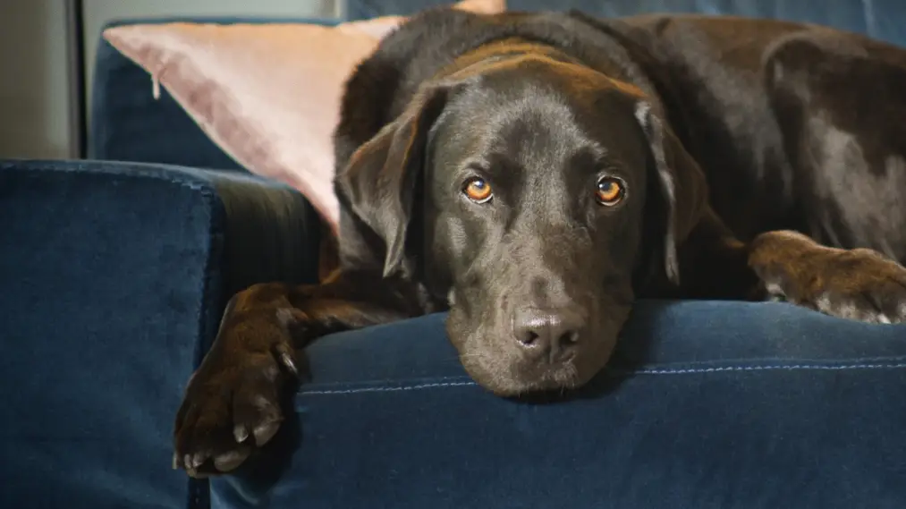 Phim The Secret Life of Our Pets - The Secret Life of Our Pets (2022)