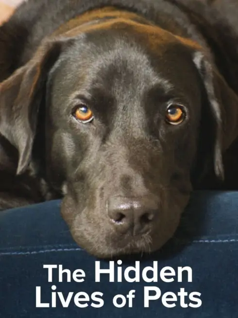 Phim The Secret Life of Our Pets - The Secret Life of Our Pets (2022)