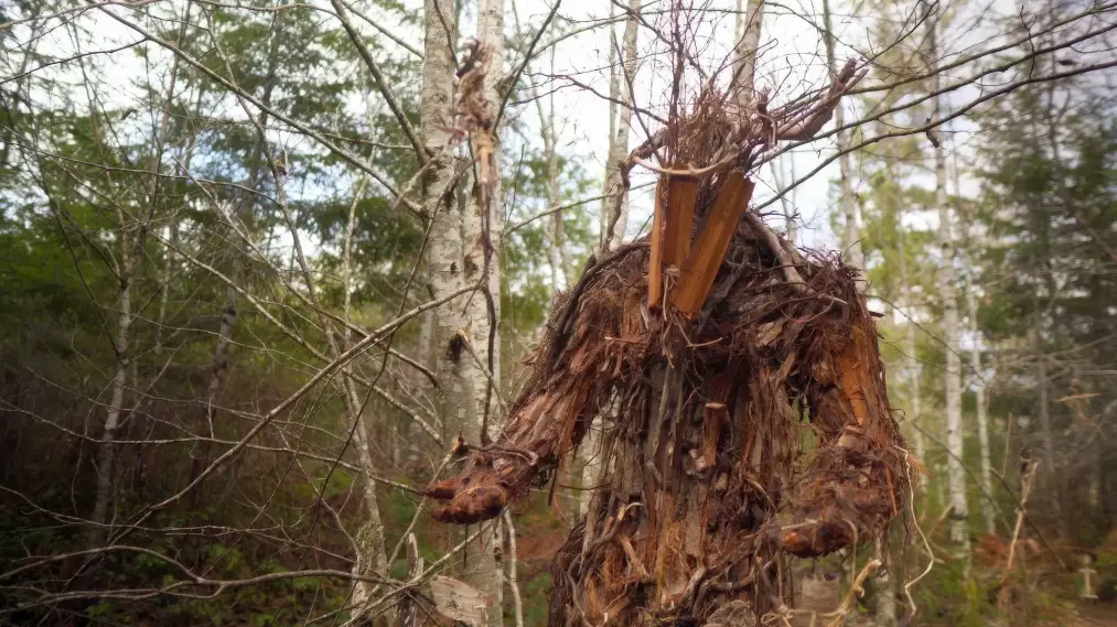Phim The Stickman's Hollow - The Stickman's Hollow (2024)