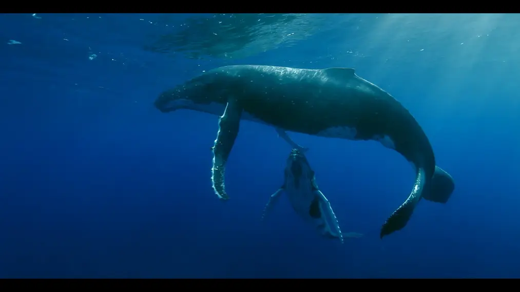 Phim Titans of the Deep - Titans of the Deep (2017)
