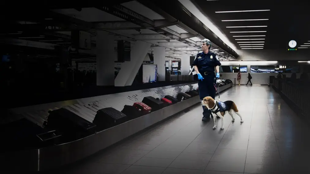 Phim To Catch a Smuggler - To Catch a Smuggler (2020)