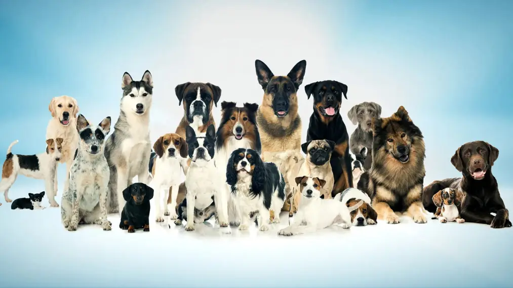 Phim Top Jobs for Dogs - Top Jobs for Dogs (2021)