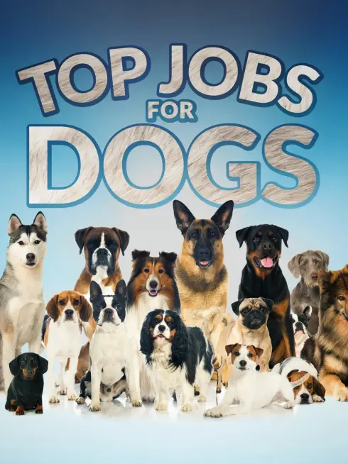  Top Jobs for Dogs (2021)