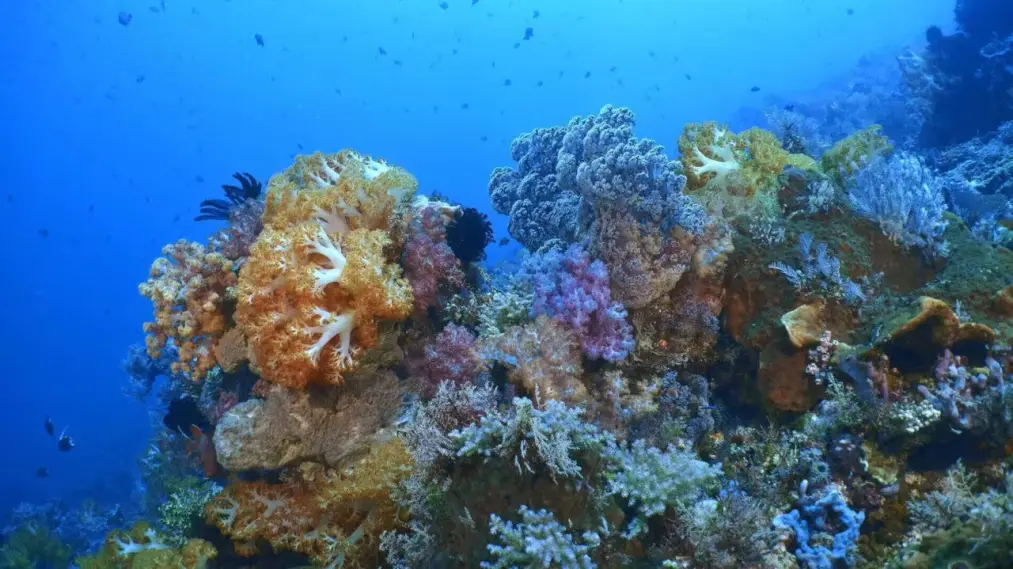 Triangle de Corail Merveilleuse biodiversité marine