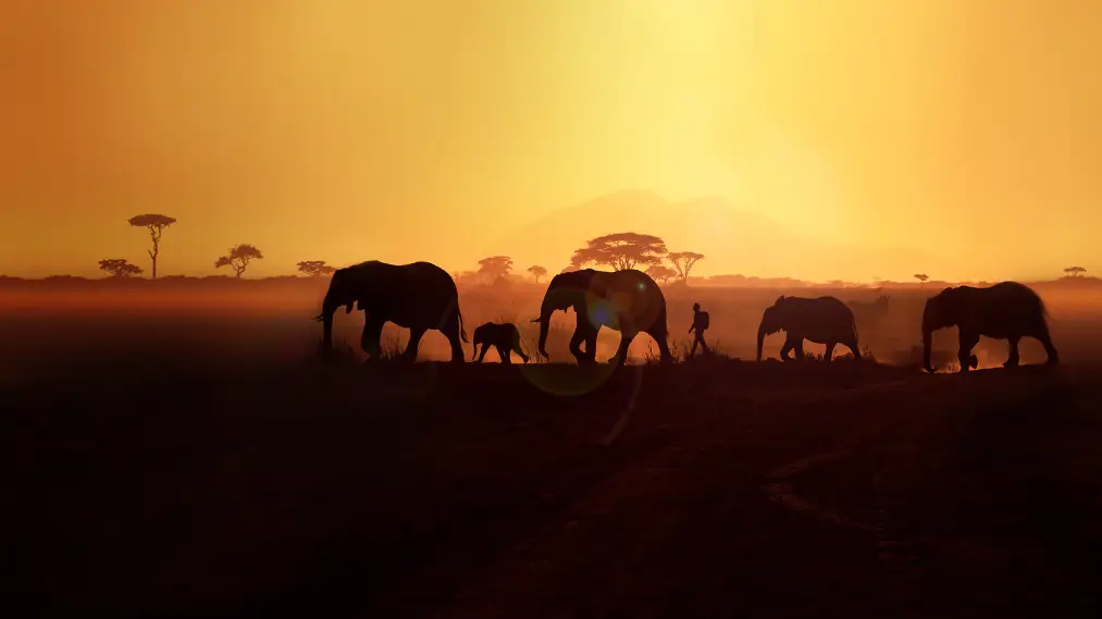 Phim Walking With Elephants - Walking with Elephants (2020)
