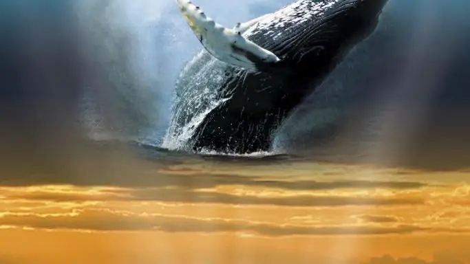 Phim Whaledreamers - Whaledreamers (2006)
