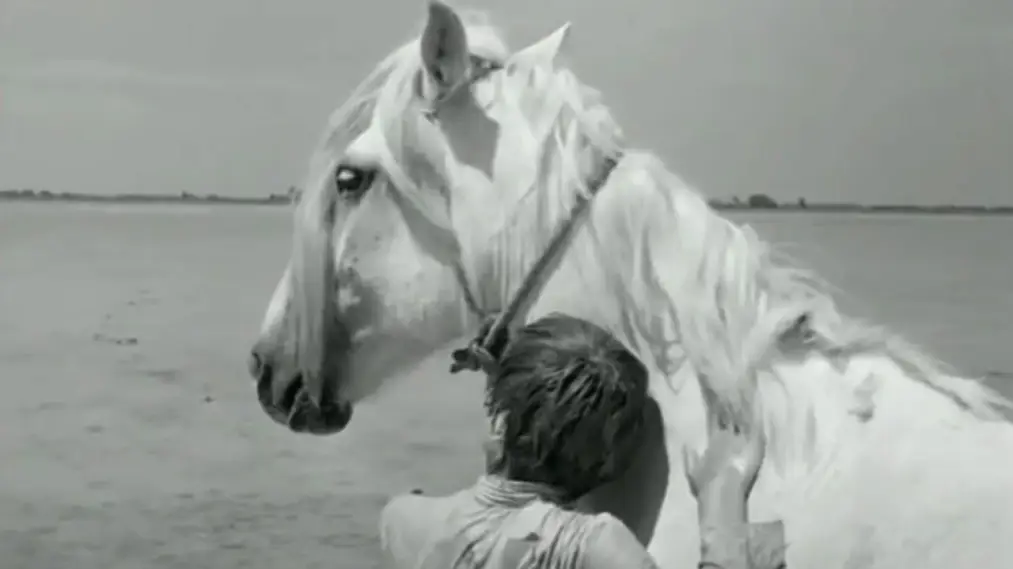 Phim White Mane - Crin Blanc : Le Cheval sauvage (1953)