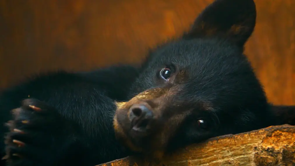 Phim Wild Bear Rescue - Wild Bear Rescue (2017)