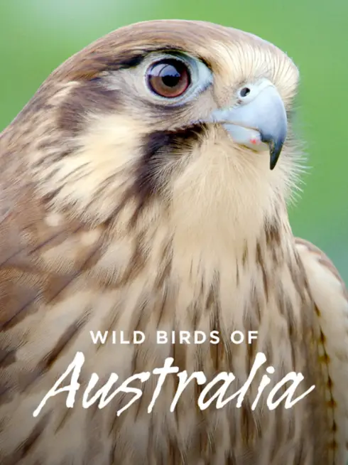 Wild Birds of Australia