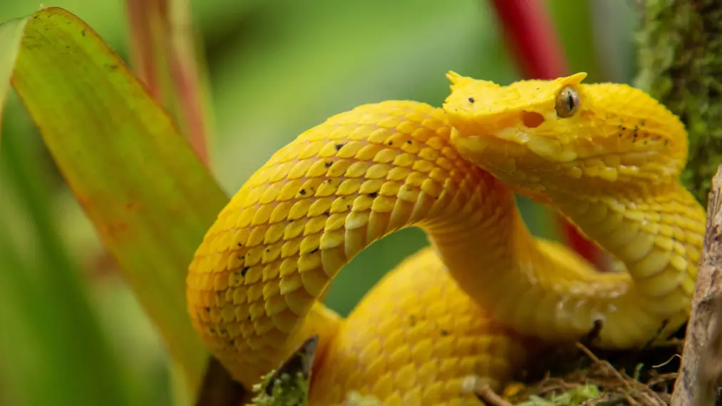 Phim Wild Central America - Wild Central America (2020)
