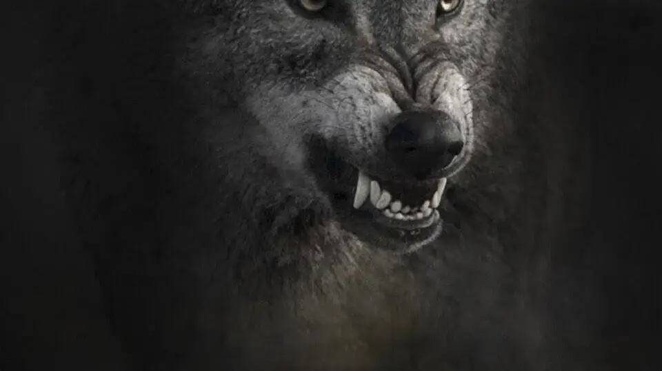 Wild Icons of Iberia