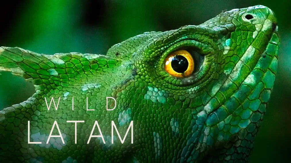 Phim Wild Latam - Wild Latam (2020)