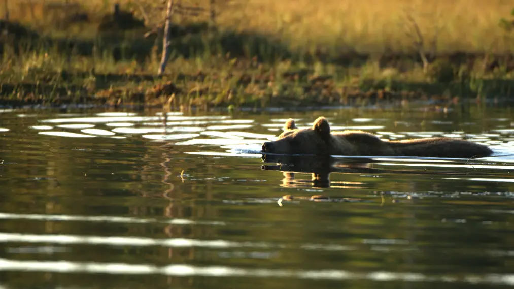 Phim Wild Nordic - Wild Nordic (2019)