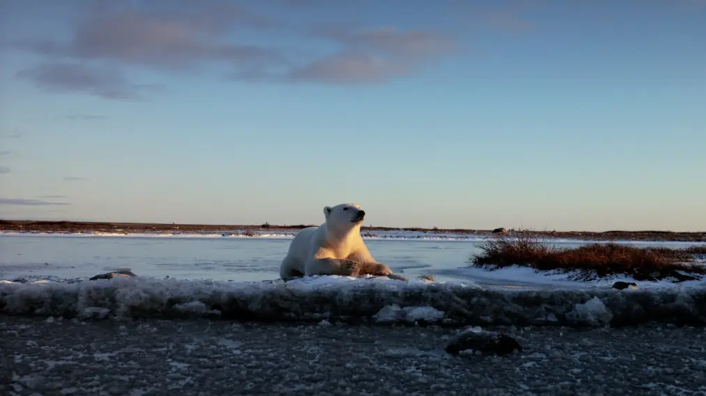 Phim Wonders of the Arctic - Wonders of the Arctic (2014)
